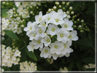 foto Fiori